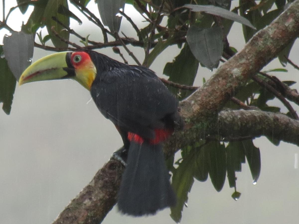 Casa De Vidro Lejlighed Petrópolis Eksteriør billede